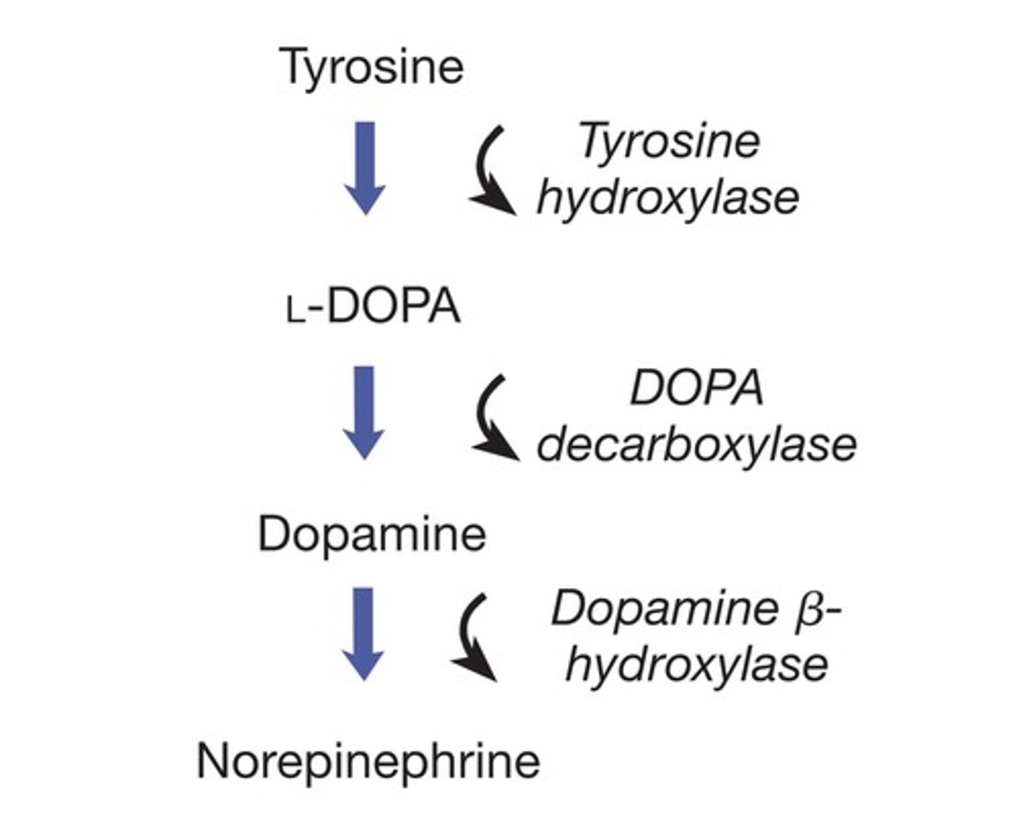 <p>Synthesized from tyrosine (Amino Acid); Series of steps (converting enzymes); Stored in vesicles; Note: L-DOPA used to treat Parkinson's; Termination: Enzymes: MAO (monoamine oxidase) & COMT; Re-uptake transporters.</p>