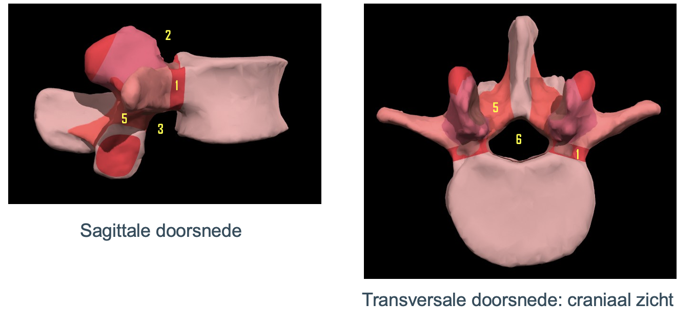 <p>Omsluiting van de formamen vertebrae (5)</p>