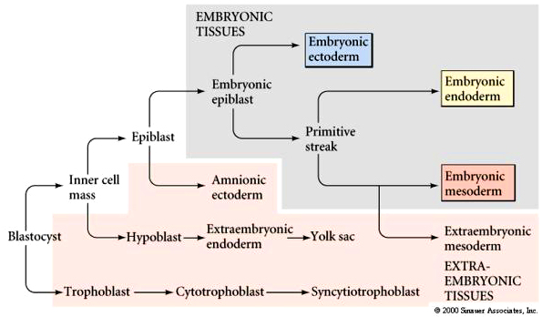 <p>the embryonic epiblast and primitive streak, which later develops into the ectoderm, mesoderm, and endoderm. </p>