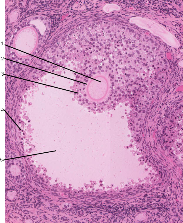 <p>what structure is this a slide of?</p>