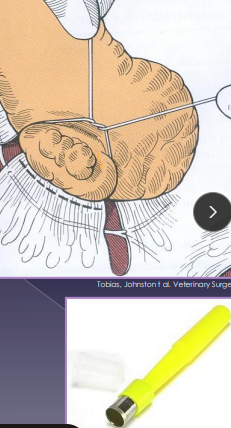 <p><span>Pancrease Surgical Techniques</span></p>