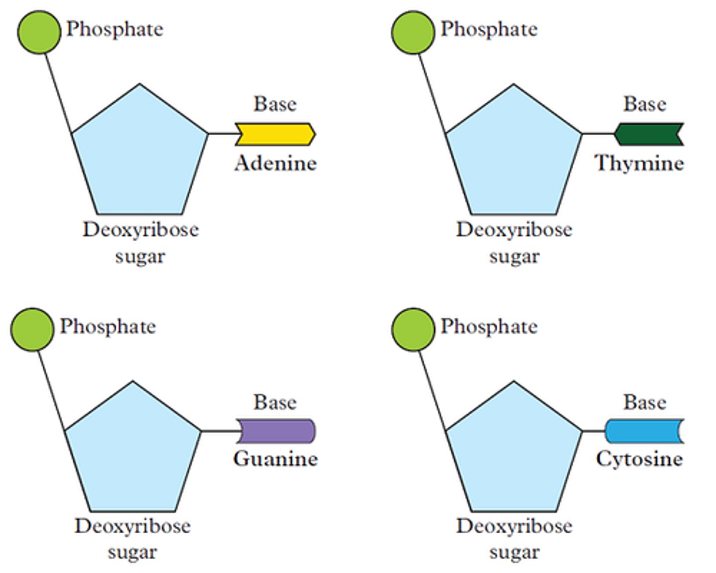 <p>a subunit of a nucleic acid</p>