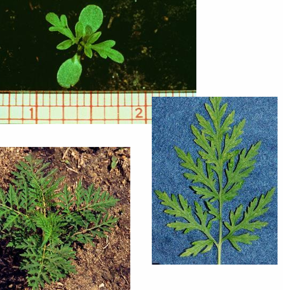 <p><em>Ambrosia artemisiifolia </em>(Asteraceae)→ <strong>common ragweed</strong></p><p>• Flowers greenish yellow and found on the ends of branches </p><p>• Fruits are yellowish to reddish brown, woody, spined, and ridged </p><p>• Alternate name: annual ragweed</p>