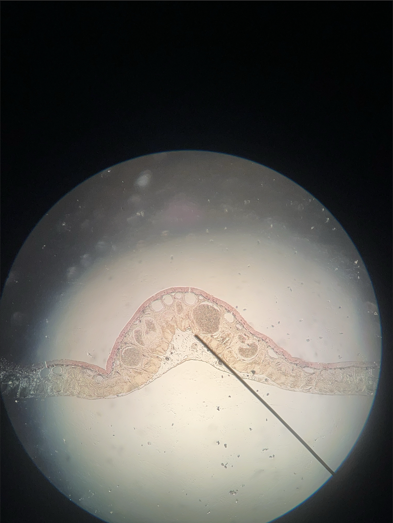 <p>what specimen is this?</p>