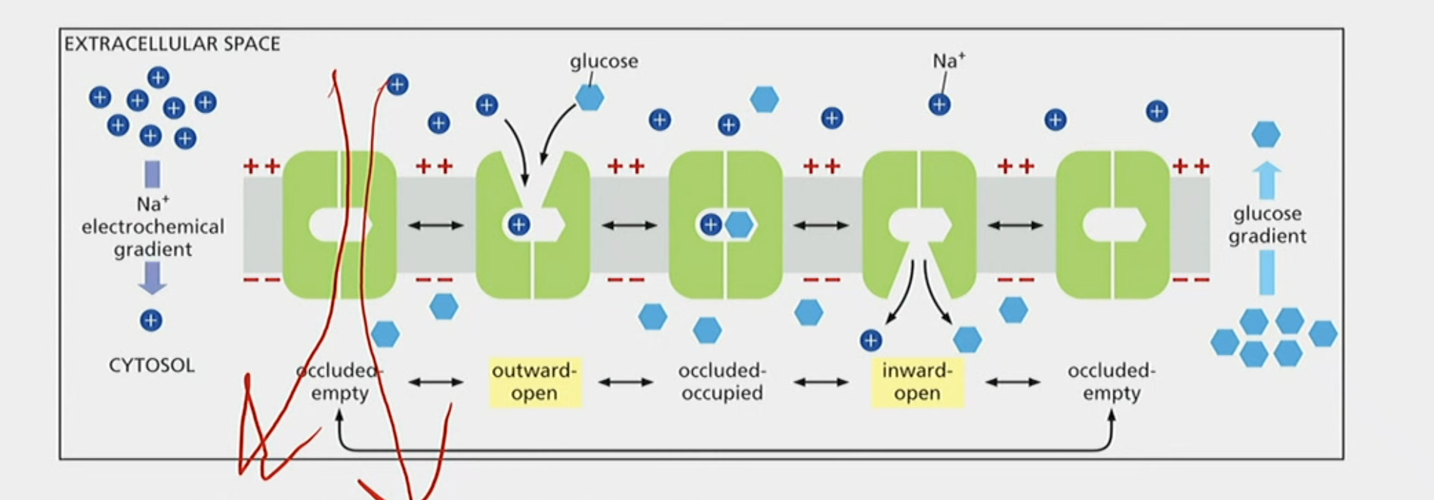 <p><strong>Na<sup>+</sup>-driven Glucose Symport</strong></p><ol><li><p>This is where sodium leaves the gut lumen (out of the cell) which is down <strong>its own </strong>concentration gradient, generating energy</p></li><li><p>That energy is then used to transport glucose also out of the gut lumen (out of the cell) and into the epithelial cell, which is <strong>against</strong> its own concentration gradient</p></li><li><p>A symport is used to move the molecules</p></li></ol><p></p>