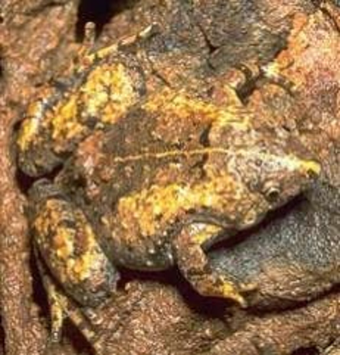 <p>The hiding of something as a result of its appearance</p>