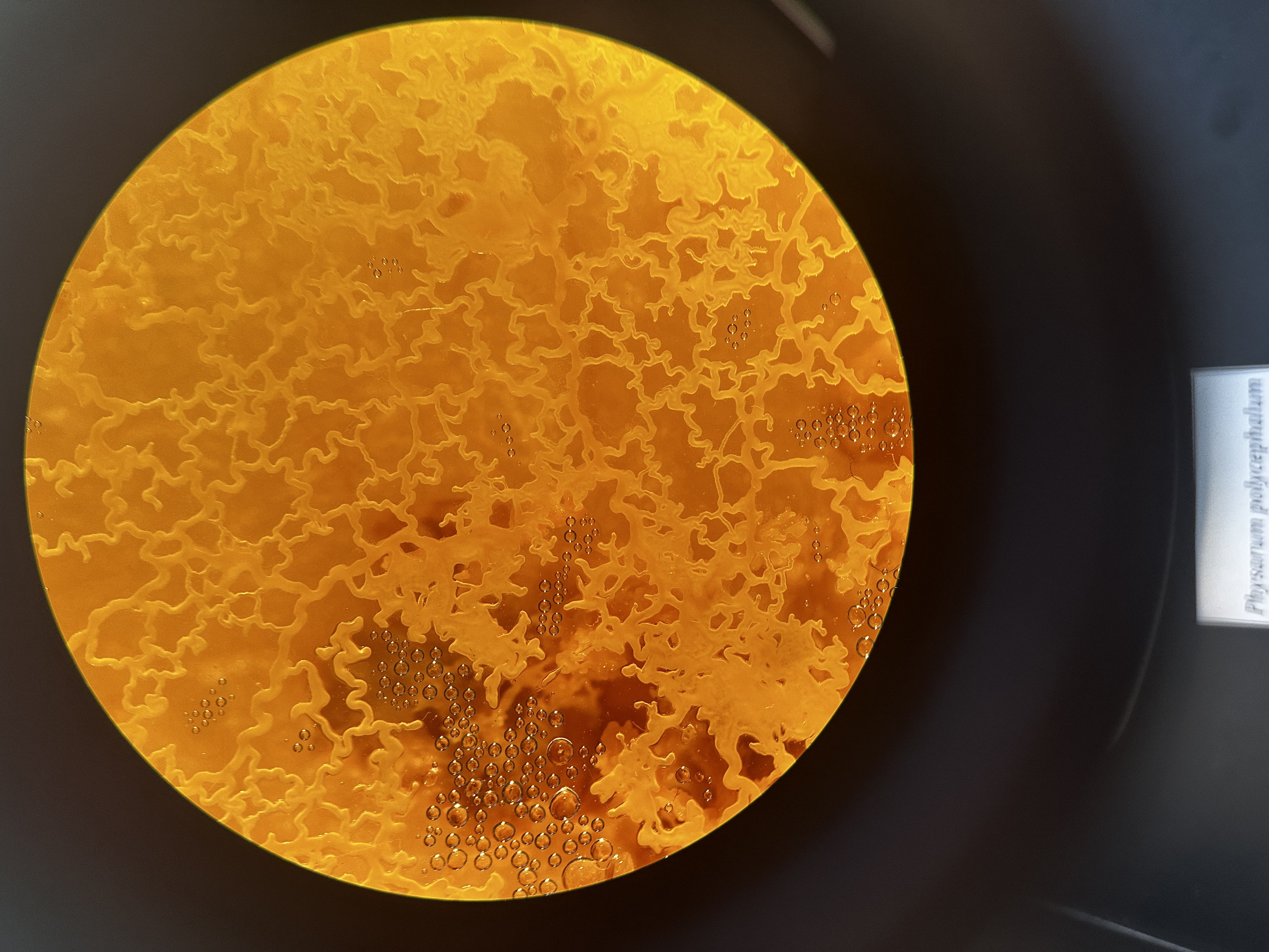 <p>Identify Domain, Major Clade, Kingdom? Clade, Group?, Genus?</p>