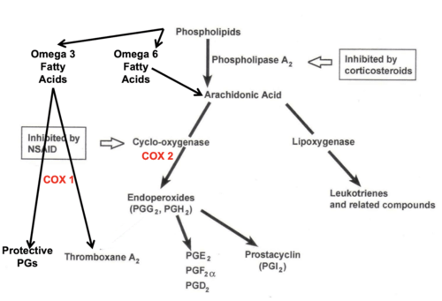 <p>omega 6 fatty acid (from phospholipids) &amp; COX-2</p>