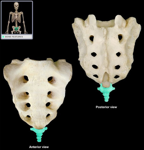 label the parts and features of the vertebral column:
__________