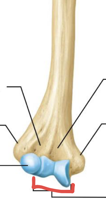 <p>what is this part of the humerus?</p>