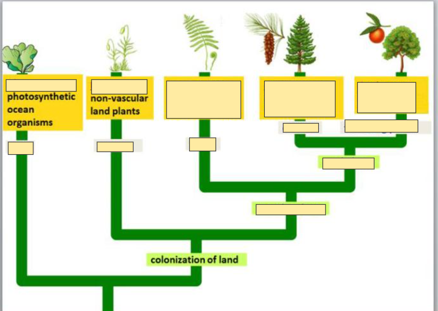 <p>colonization of land</p>