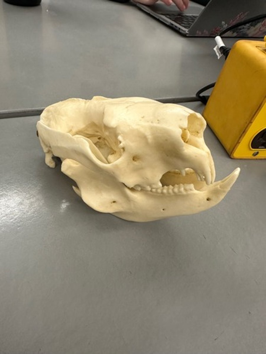 <p>What specimen is this?</p>