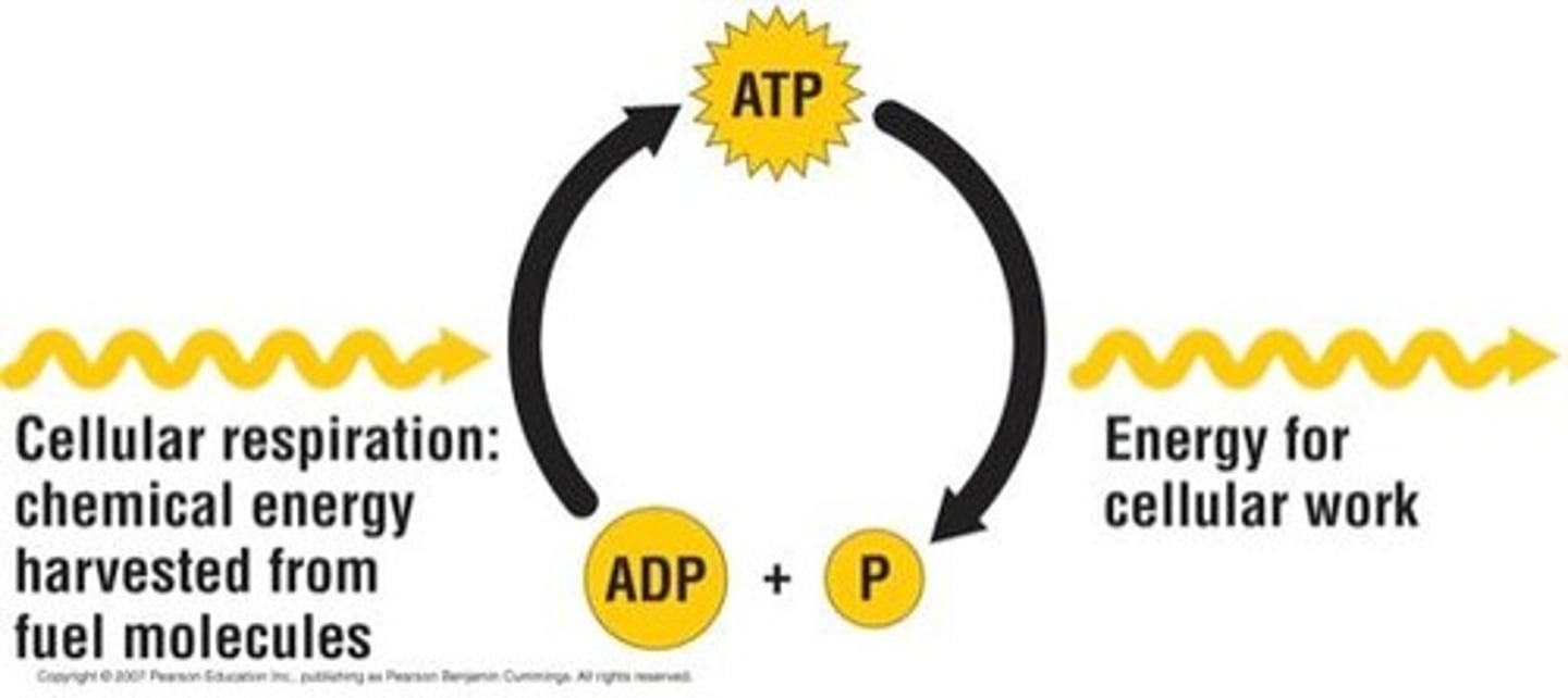 <p>a lower-energy molecule that can be converted into ATP by the addition of a phosphate group, 2 phosphates</p>