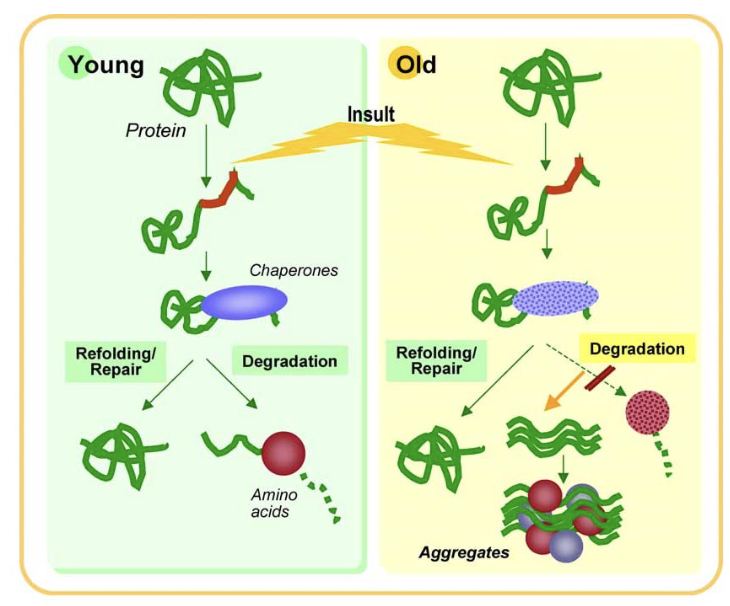 <ul><li><p class="">Prevent protein misfolding and aggregation.</p></li><li><p class="">Maintain protein quality control as cells age.</p></li><li><p class="">Misfolded proteins accumulate with age and can lead to <strong>protein aggregation diseases</strong>.</p></li><li><p class="">Chaperonins help counteract cellular stress and preserve protein integrity over time.</p></li></ul><p></p>