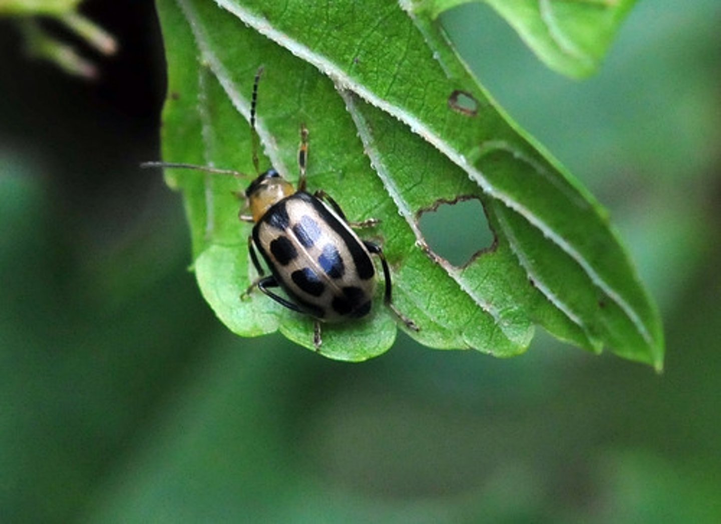 <p>Beetle Family</p>