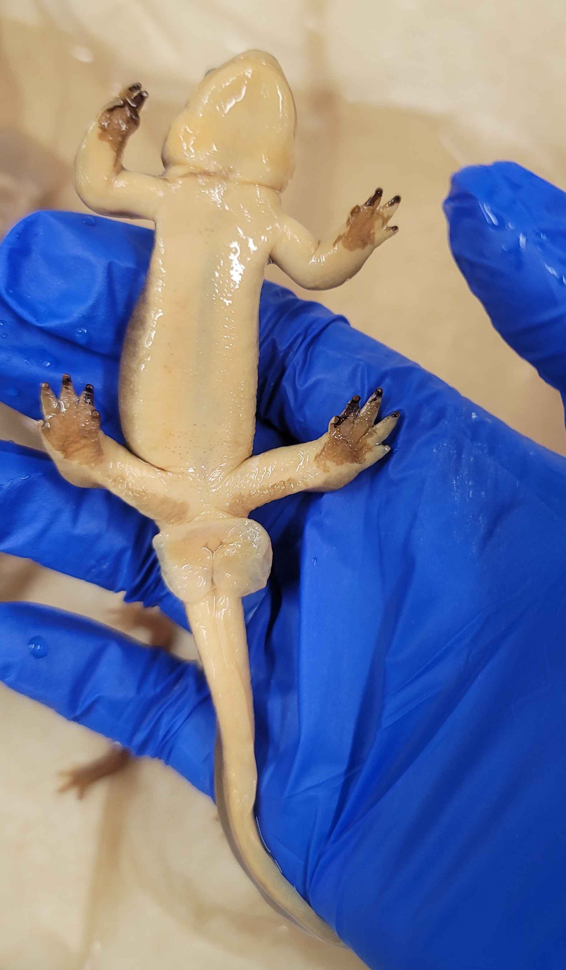 <p>Taricha Torosa - California Newt</p>