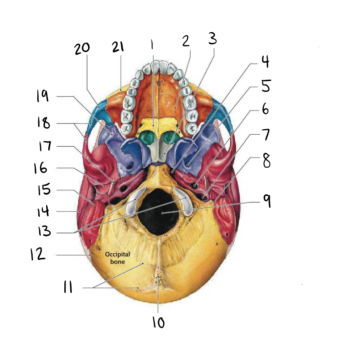 <p>20</p>