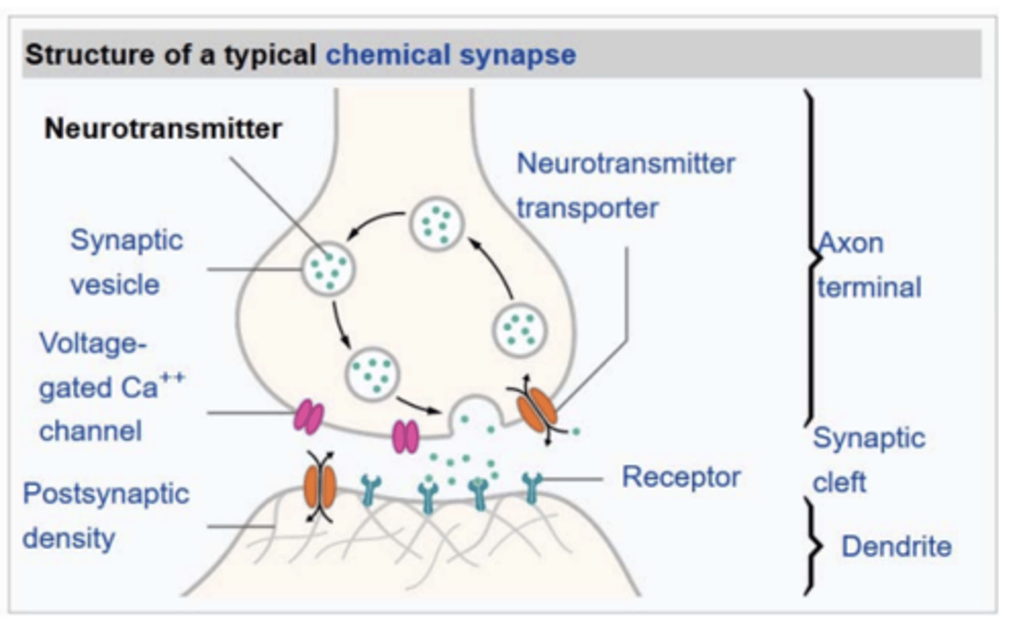 <p>- released from synaptic vesicles in synapses</p><p>- released into the synaptic cleft</p><p>- received by neurotransmitter receptors on target cell</p>