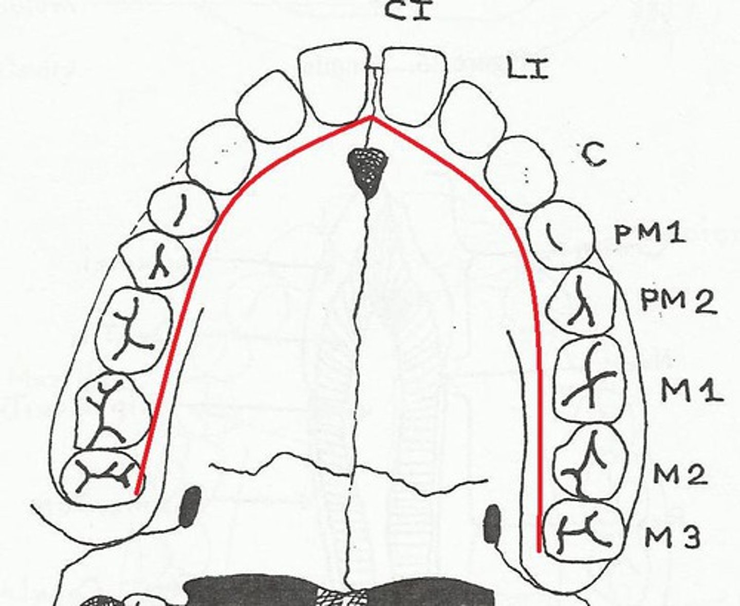 <p>Surface of the lower teeth that is next to the tongue.</p>