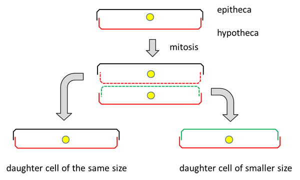 <p>in diatoms, binary fission occurs when one diatom is split and half, and one valve foes to each offspring. This leads to gradual _____ </p><p>→ smallest frustule will reproduce sexually </p>