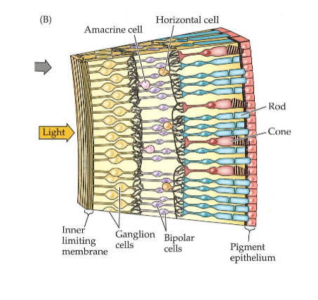 <ul><li><p>neuronen van retina vormen samen minicomputer → begint met interpreteren van informatie in visuele beelden</p><ul><li><p>omzetting van lichtenergie in neurale energie → begint in achterste laag van netvlies</p><ul><li><p>achterste laag: bestaat uit fotoreceptoren</p></li></ul></li></ul></li><li><p>fotoreceptoren nemen licht waar → stimuleren dan neuronen in tussenliggende lagen:</p><ul><li><p>bipolaire cellen</p></li><li><p>horizontale cellen</p></li><li><p>amacriene cellen</p></li></ul></li></ul><p>→ neuronen maken dan verbinding met voorste laag van netvlies</p><ul><li><p>voorste laag: bestaat uit ganglioncellen</p><ul><li><p>axonen verlopen via optische zenuw naar hersenen</p></li></ul></li></ul><p></p>