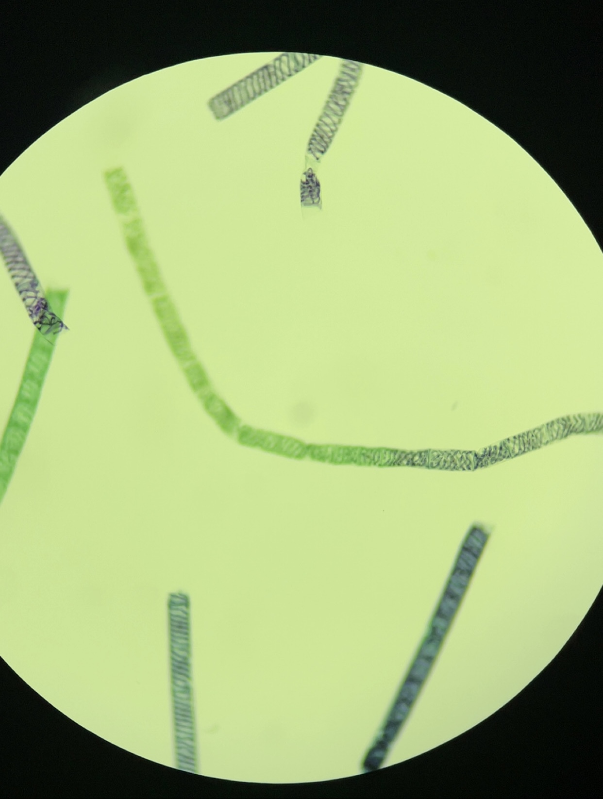 <p>Identify name, kingdom, domain, phylum, unicellular/multicellular</p>