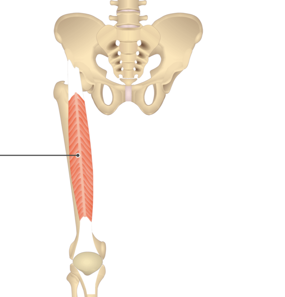 <p></p><p>origin: anterior inferior iliac spine</p><p>insertion: tibial tuberosity</p>