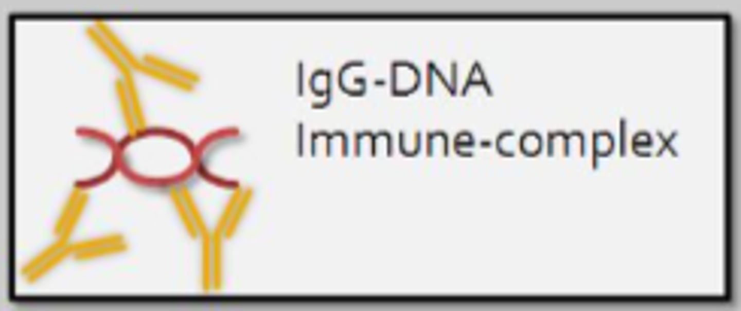 <p>- Immune-complex-mediated (type III hypersensitivity reaction)</p><p>- Immune complexes are largely composed of IgG antibodies and nuclear antigens (DNA, histones)</p><p>- IgG can also complex with erythrocytes, coagulation factors, lymphocytes, and platelets</p><p>- Auto-antibodies commonly produced against nuclear proteins (nucleic acids, histones, ribonucleoproteins)</p><p>- Nuclear antigens often appear in circulation following cell damage associated with trauma, certain drugs (ex. hydralazine), and infections</p>