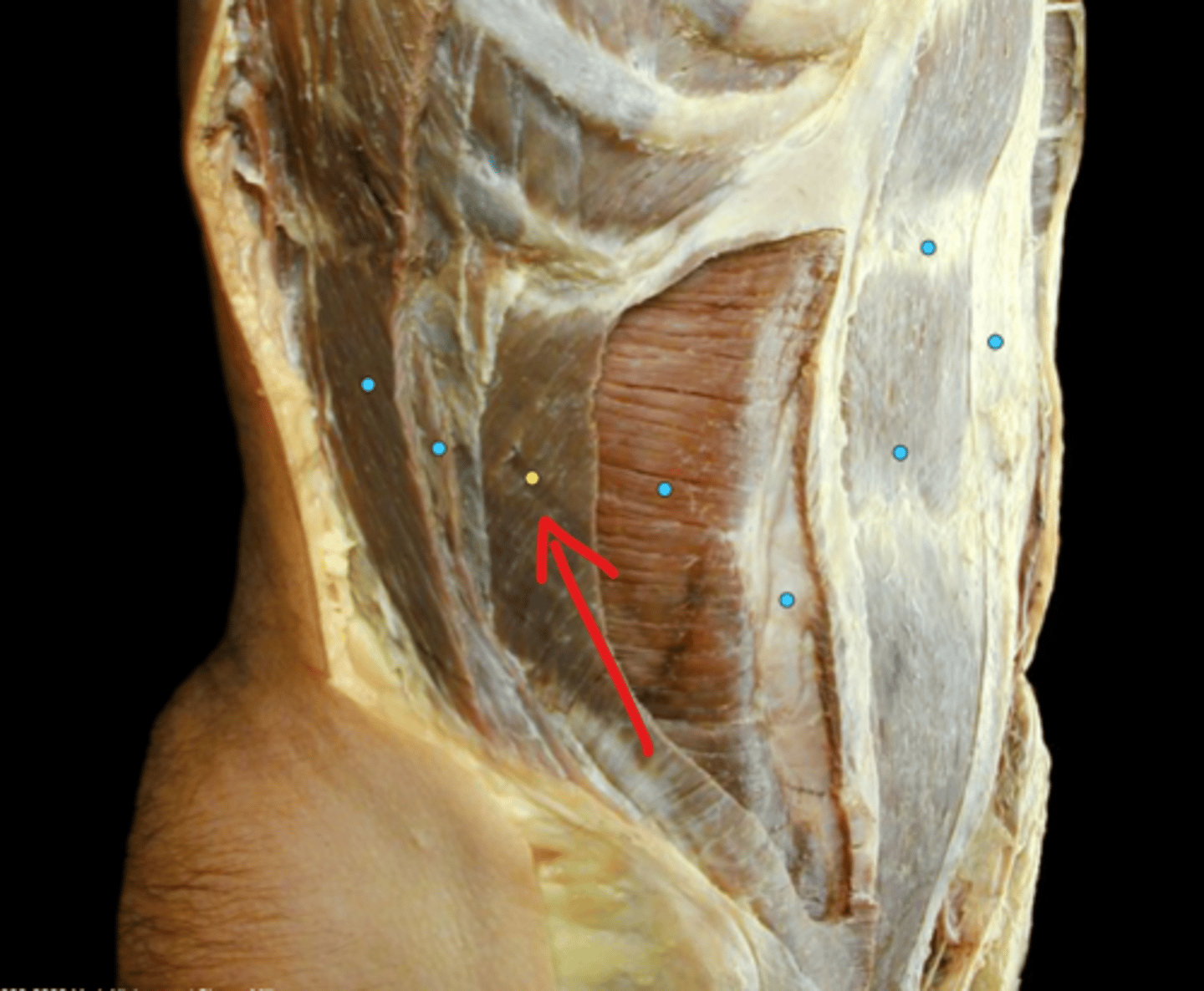 knowt flashcard image