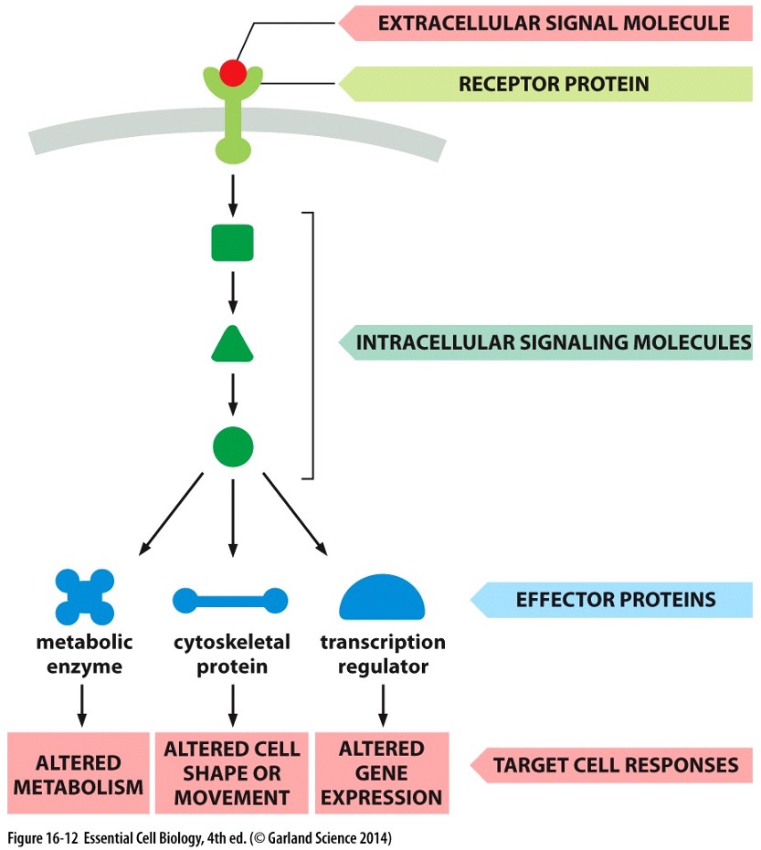 <p>Order </p><p>Extracellular Signal Molecule </p><p>Receptor Protein</p><p>Intracellular Signaling Molecules </p><p>Effector Proteins</p><p>Target Cell Responses </p>