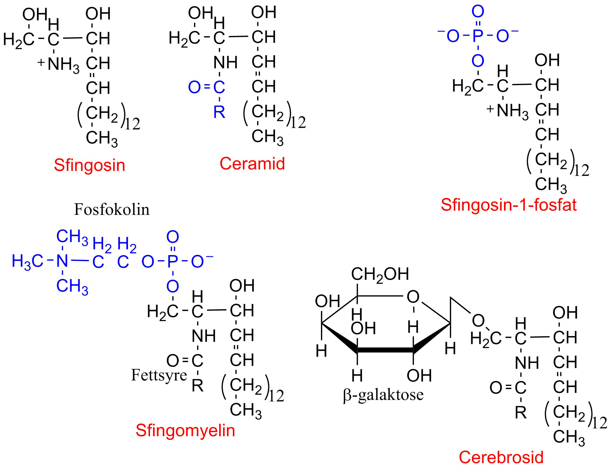 <p>En fosfolipid OCH sfingolipid. Glycerol byts ut mot en sfingosin. </p><p>→R-gruppen består av kolin. </p>