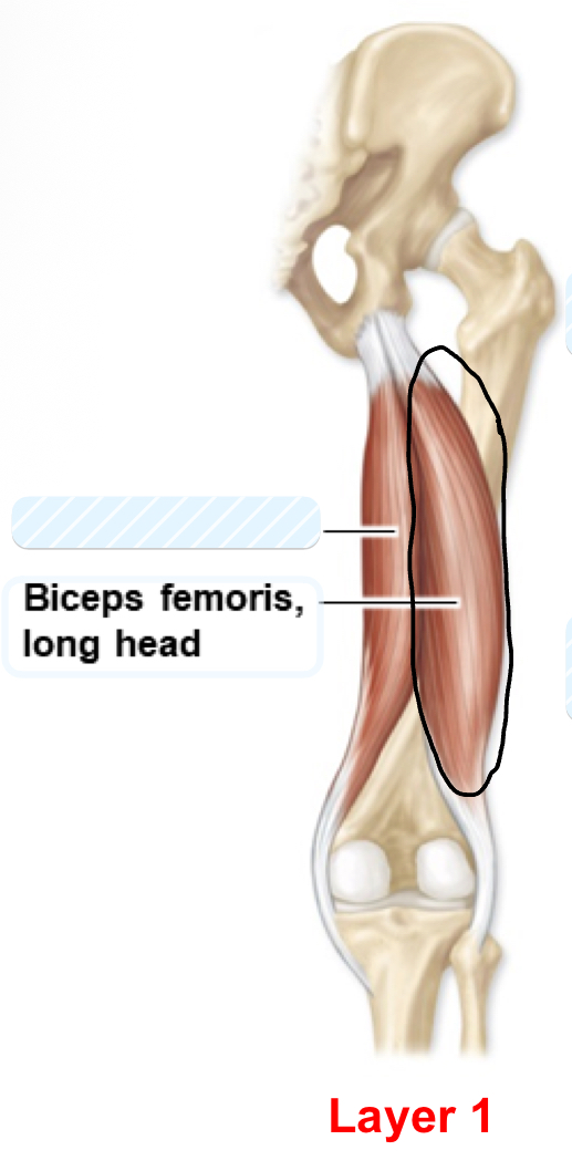 <p>biceps femoris long head</p>