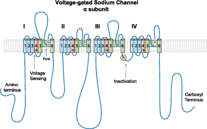 <p><strong><span>Sodium channels</span></strong></p>