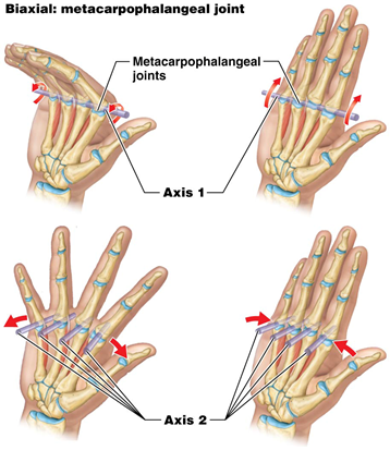 <p>a type of synovial joint that permits movement around two axes, allowing flexion and extension, as well as lateral movement. Examples include the wrist and knuckle joints. </p>