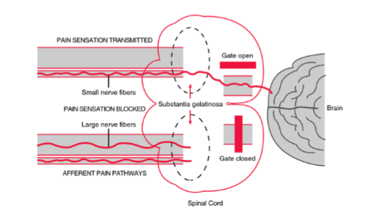 <p>neurological gateways in our brains decide which brain signals get to come through and which are kept out</p>