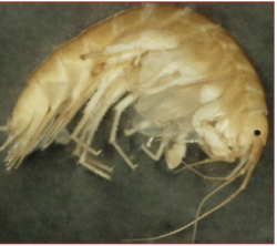 <p>Class 2-moderately sensitive</p>