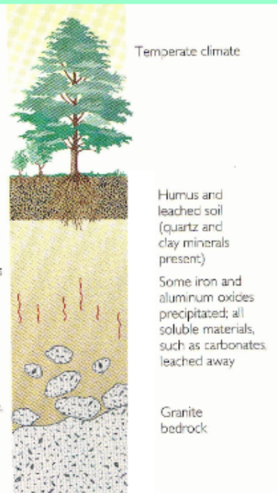 <p>Cool and wet climate. Very fertile, dark brown or black soil. Rich in aluminum and iron oxides .</p>