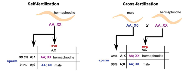 <p>s. Males arise by spontaneous X chro mosome nondisjunctionat a frequency of ∼0.1%</p>