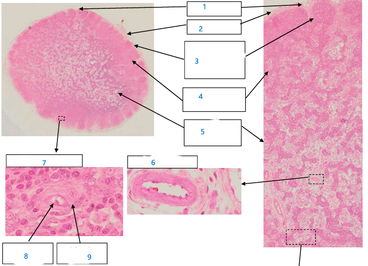 <p>7 Ganglions lymphatiques</p>