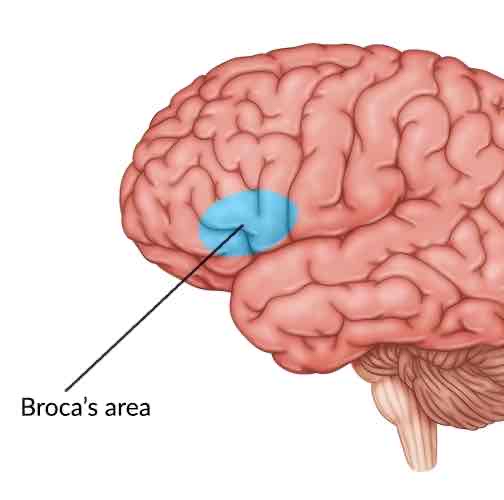 <p>Broca’s Area</p>