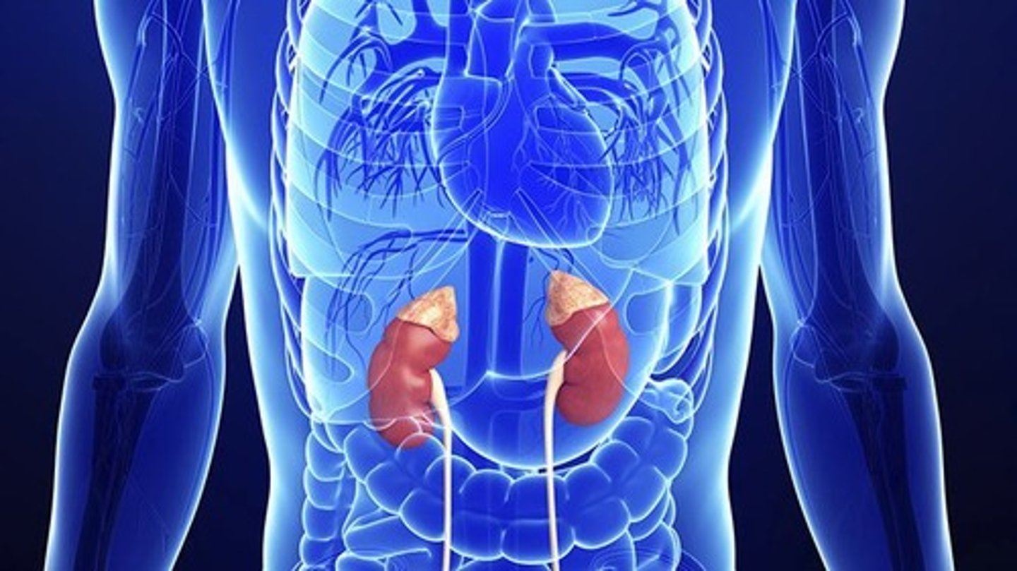 <p>A pulse site at the neck</p>