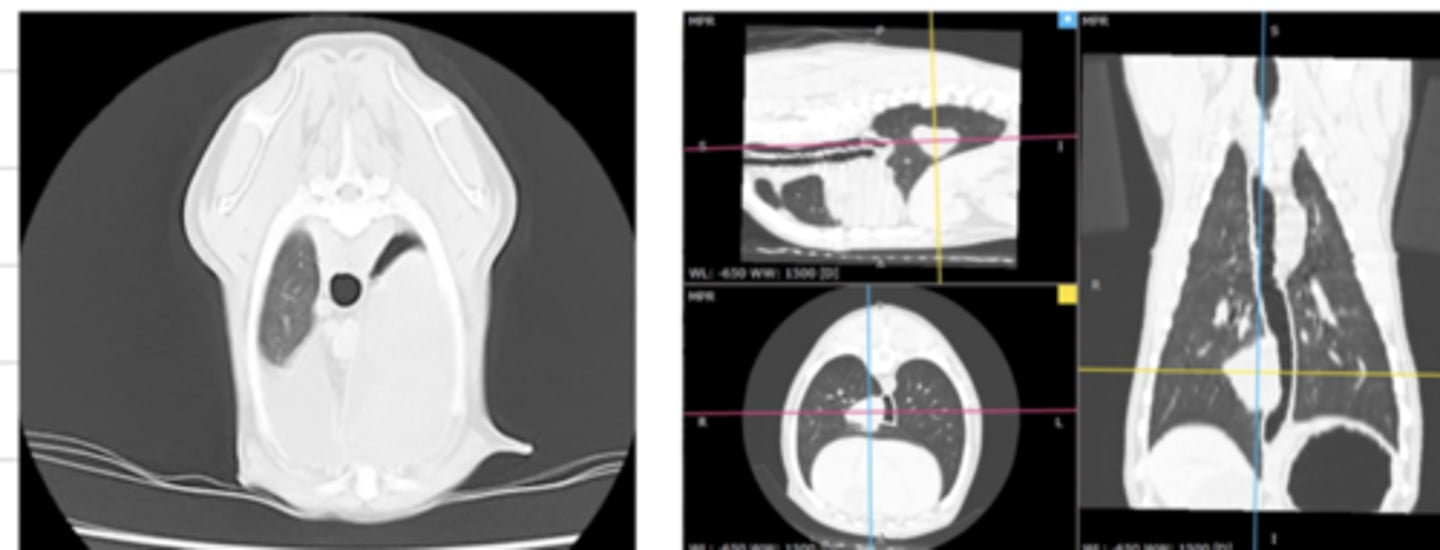 <p>what diagnostic imaging technique was used to create these images?</p>