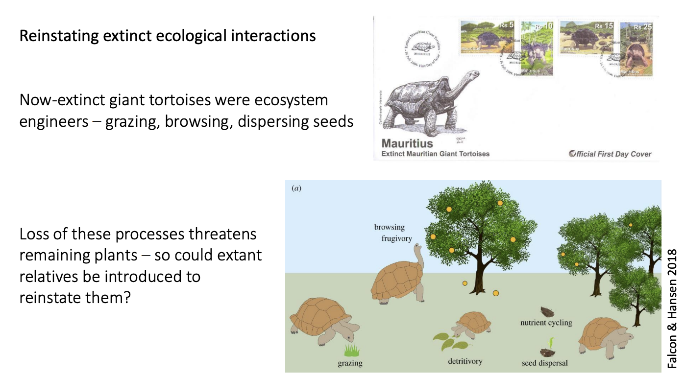 <p>Species that went extinct→ tortoises, needed for</p><ul><li><p>large seed dispersal</p></li><li><p>exerted strong selesction for grazing herbs and grasses</p></li></ul><p>Replacement→ new tortoises</p><ul><li><p>To Ile aux Aigrettes </p></li></ul><p>Effect:</p><ul><li><p>seedlings appear right across islet</p></li><li><p>not beneath plants any more</p></li><li><p>pass through gut→ Increased germination</p></li><li><p>promoted palm-rich habitat important for endemic skinks and geckos</p></li></ul><p></p>