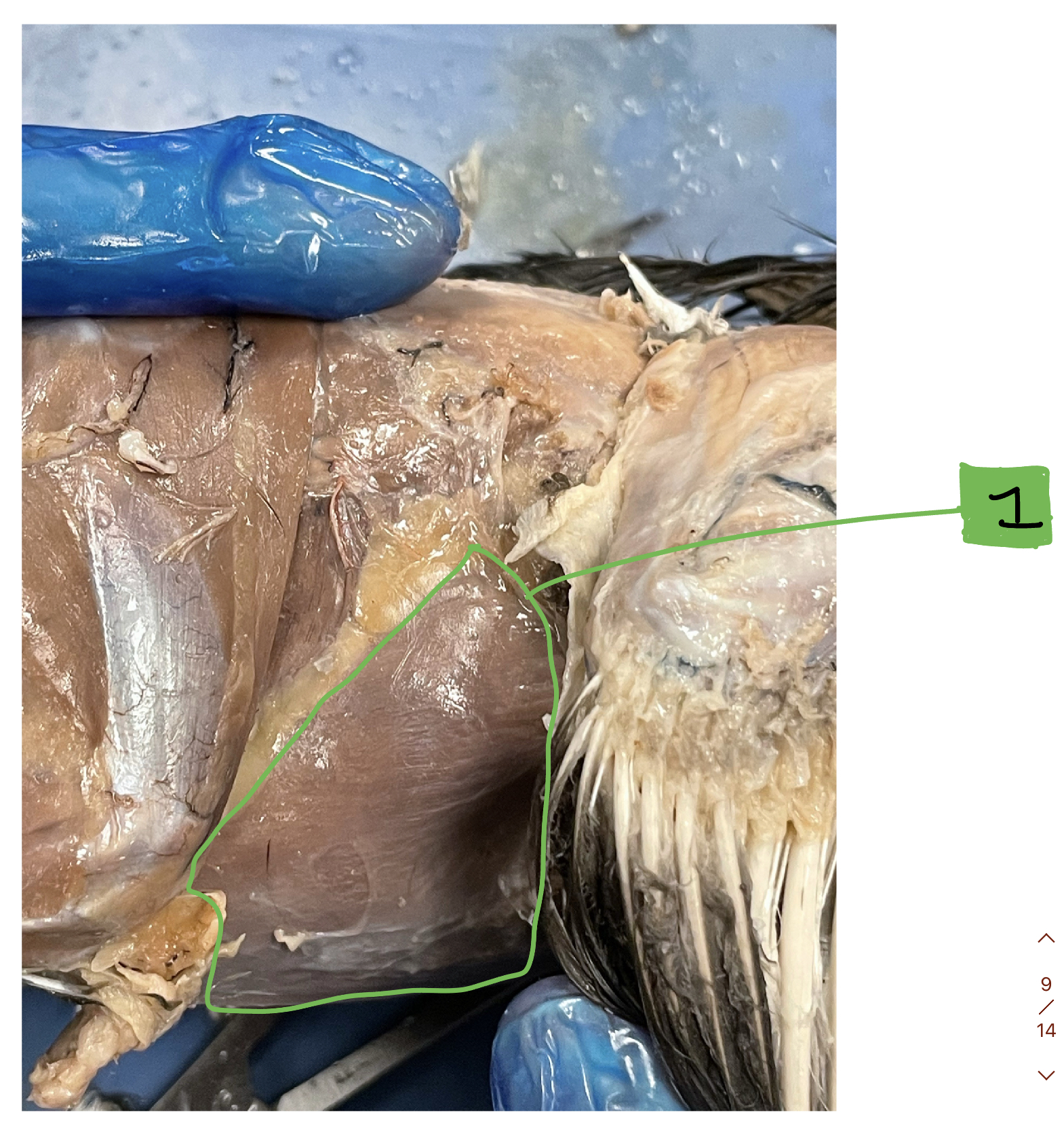 What muscle in the bird is #1?