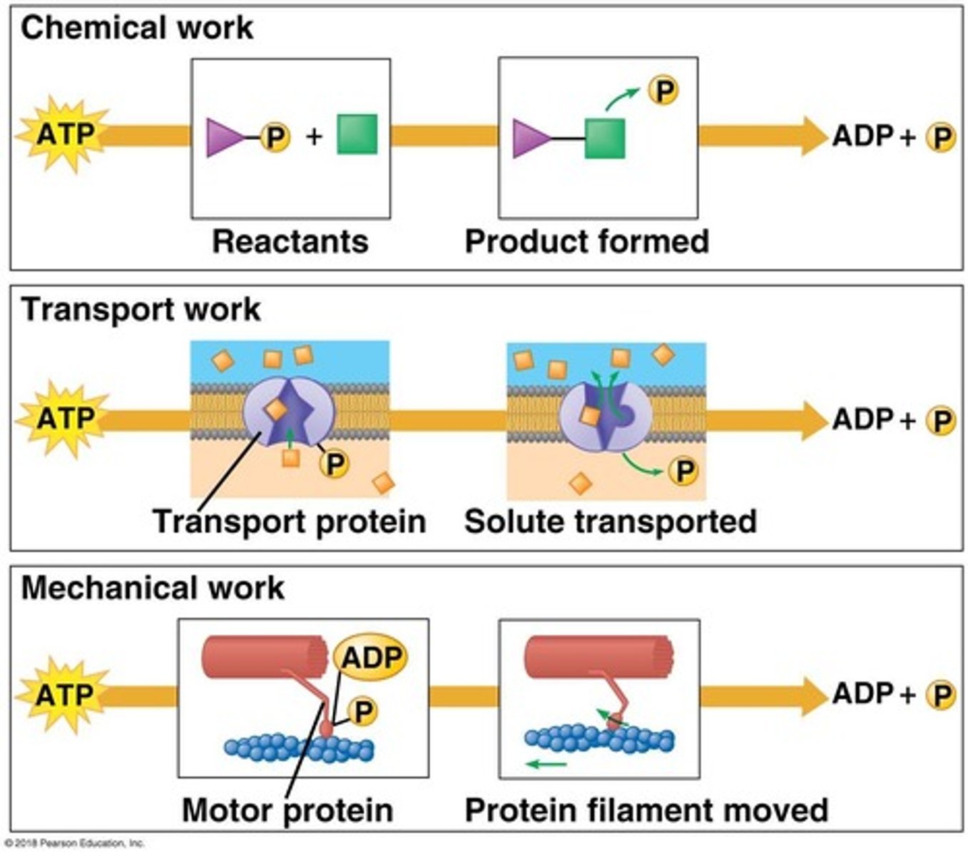 <p>Adenosine triphosphate, energy currency of cells.</p>