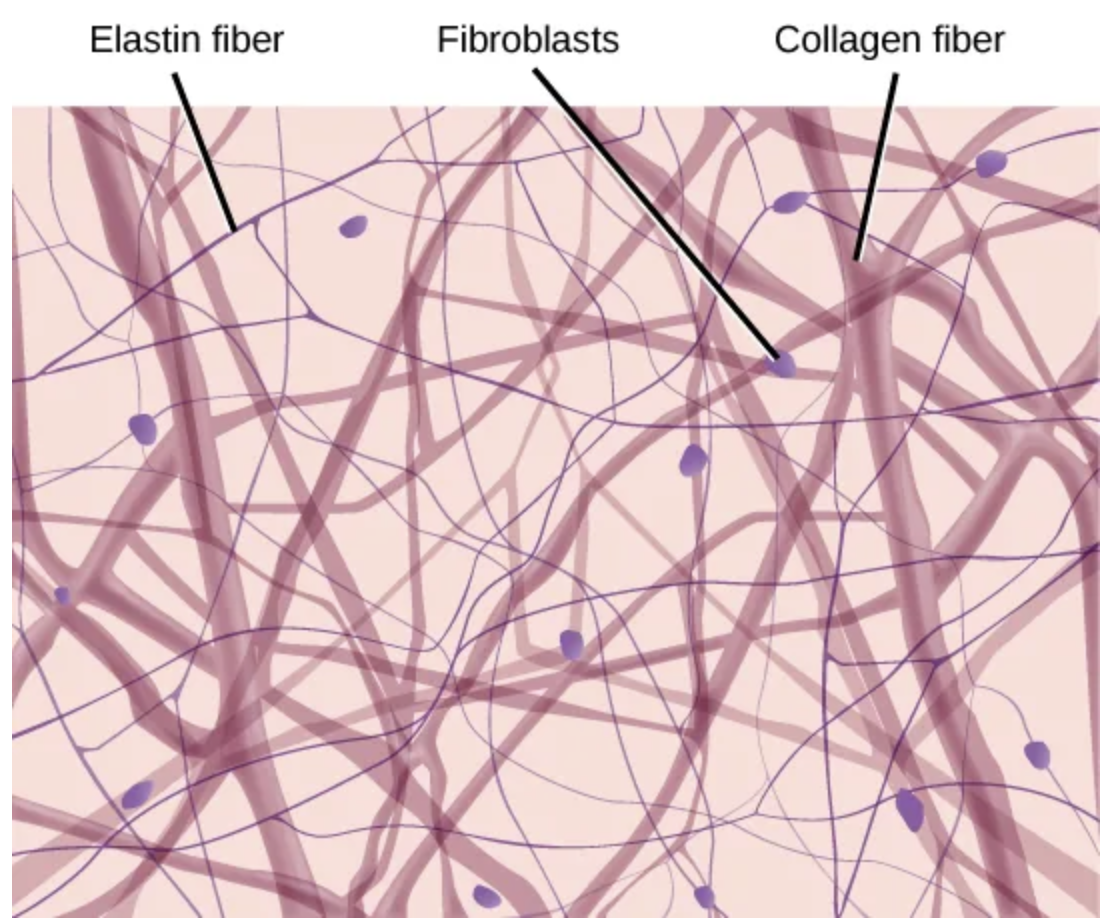 <p>Connective tissue</p><p><strong>Cells:</strong> <span>Fibroblasts, macrophages, some lymphocytes, some neutrophils</span></p><p><strong><span>Fibers:</span></strong><span> Collagen, elastic, reticular</span></p><p><strong><span>Location:</span></strong><span> Around blood vessels; anchors epithelia</span></p>