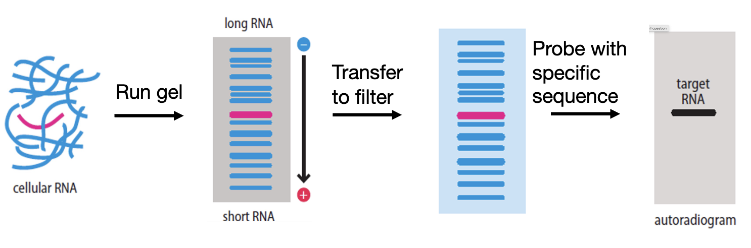 <p>examine levels of a single specific RNA similar to southern blot </p><p>to amplify mRNA need to convert to cDNA and add adaptors for PCR primers to bind</p>