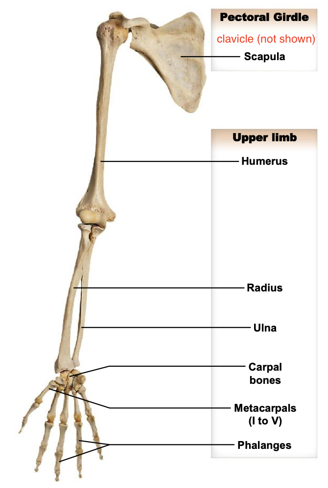 <p>Humerus; radius; ulnal; carpals; metacarpals; phalanges</p>