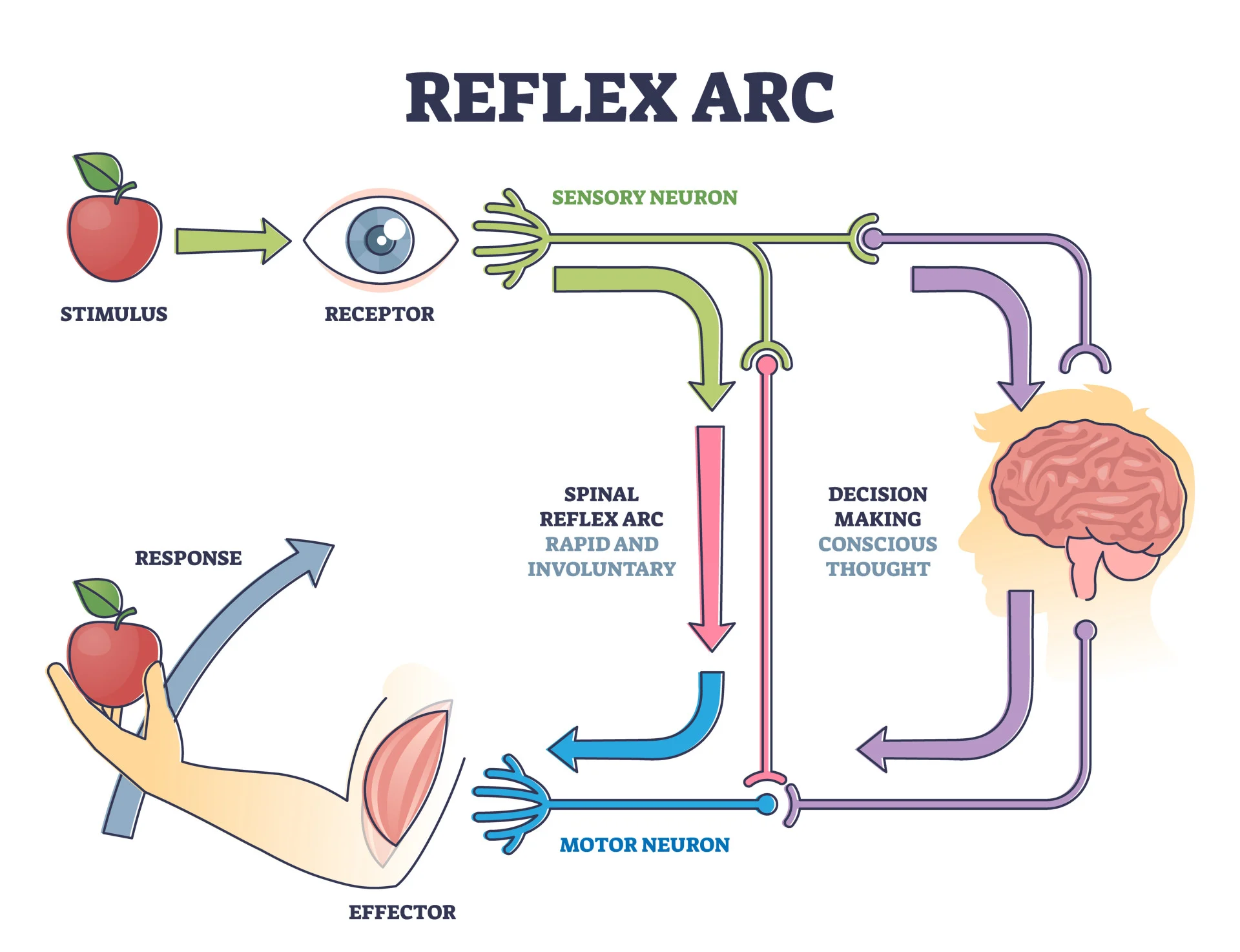 <p>Important stimuli skips the brain &amp; routes through the spinal cord for immediate reactions (hand on a hot flame) </p>