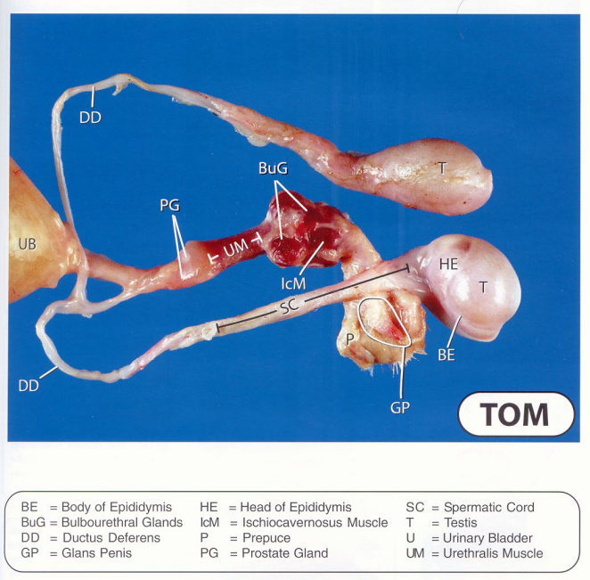 <p>Testes are oriented horizontally to diagonally and the epididymis is located cranioventrally</p>